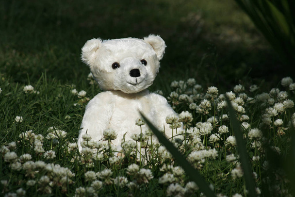 Lindo oso de peluche en hierba y flores
 - Foto, Imagen