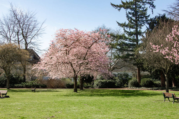 Magnolia tree in the garden near the house. Flowering Magnolia tree - 写真・画像
