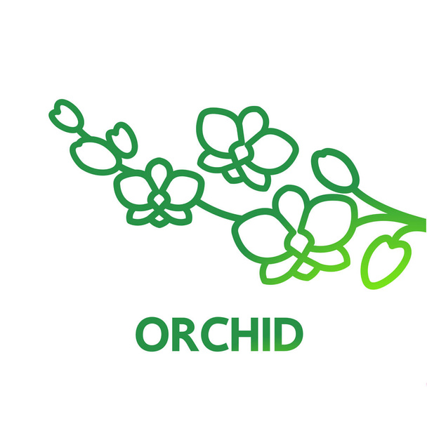 Ilustração do vetor do conceito do projeto da orquídea grande Premium
.  - Vetor, Imagem