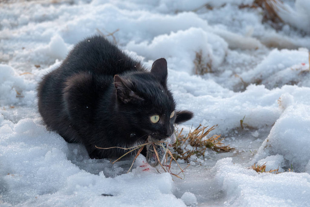 Gato doméstico agradável transportando pequena presa de roedores em ambiente de jardim natural fundo no inverno
 - Foto, Imagem