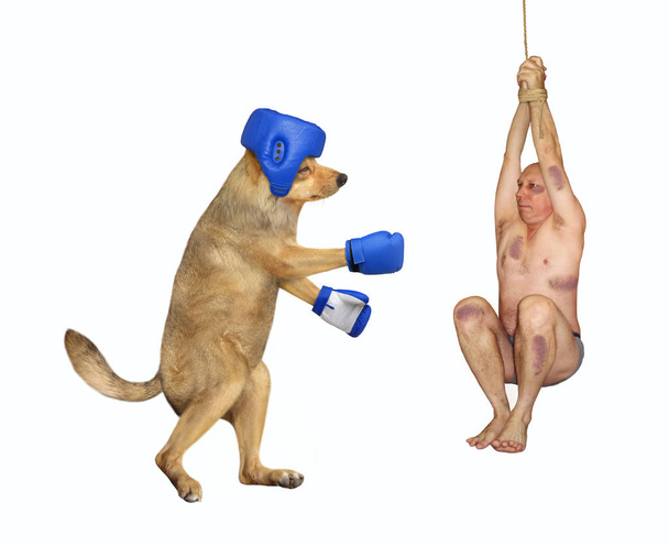Dog boxing a man 2 - Photo, Image