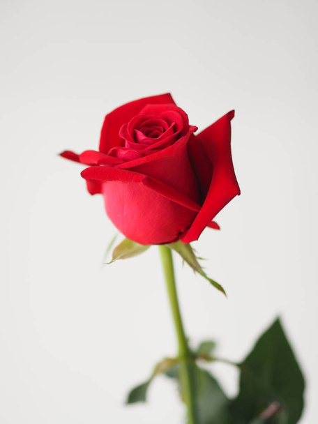 red rose flower symbol love Happy Valentine Day - Photo, Image