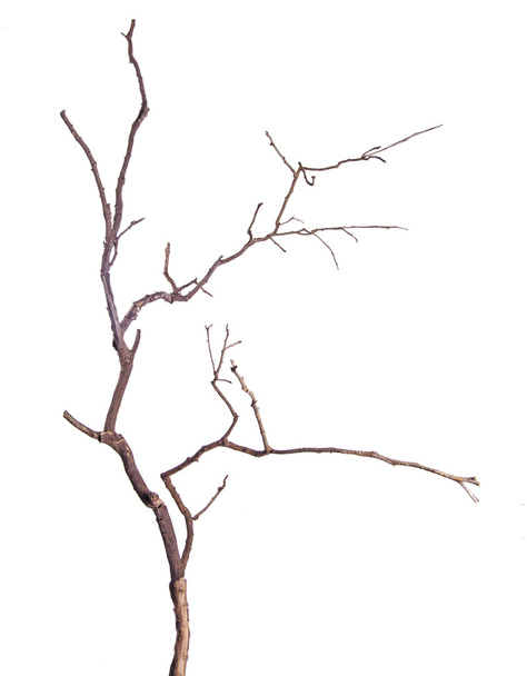 Dry branch - Foto, imagen