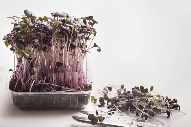 Micro greens or Growing sprouts on white background - Photo, Image