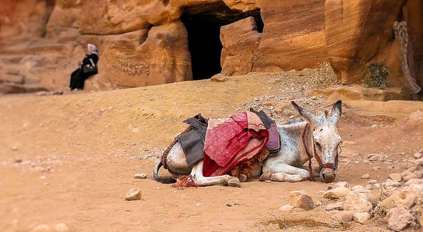 Esel machen inmitten felsiger Berge Rast. Beduinen und ihre Tiere. Traditioneller Tiertransport in der Petra-Altstadt.  - Foto, Bild