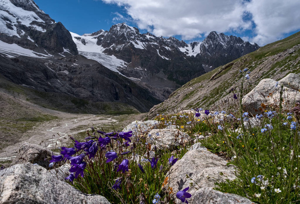 Квіти в ущелині Адірсу (Північний Кавказ). - Фото, зображення
