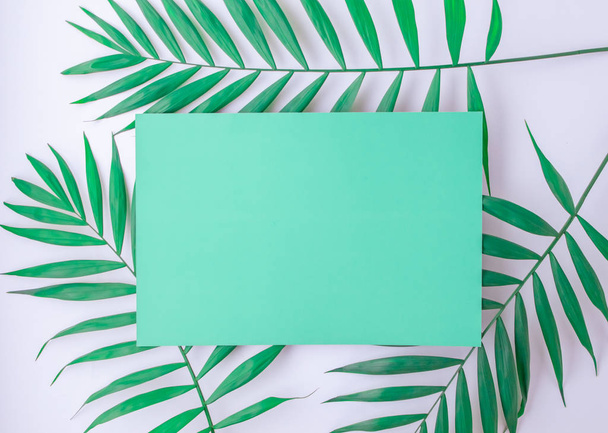 turquoise blue layout with tropical palm leaves on a white background - Fotoğraf, Görsel