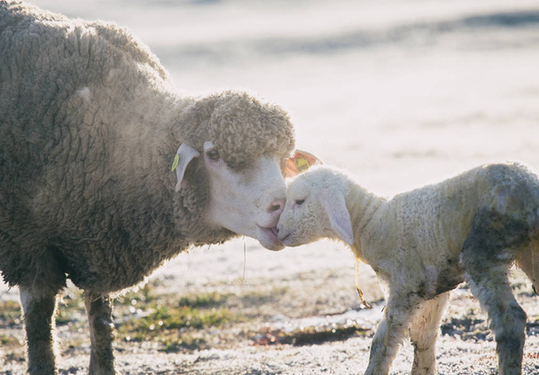 新生児子羊の世話をする羊 - 写真・画像