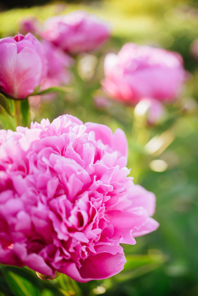 Fluffy pink peonies flowers background - Фото, зображення