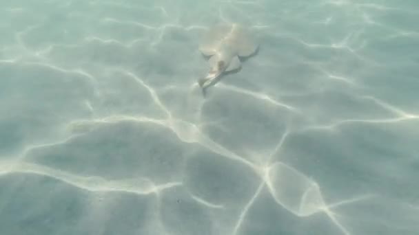 Stingray κολυμπούν πάνω από αμμώδη βυθό της θάλασσας - Πλάνα, βίντεο
