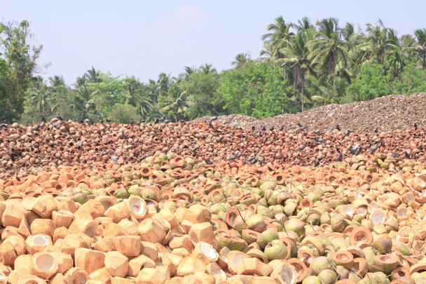 Pile de coque de noix de coco jetée
 - Photo, image