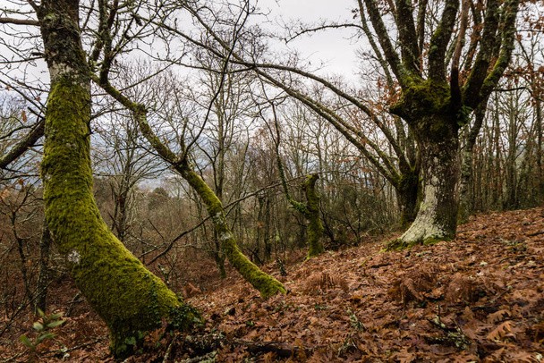 ferde fák - Fotó, kép