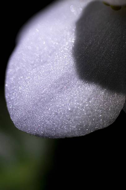 Macro foto van een violet blaadje. Selectieve focus. - Foto, afbeelding