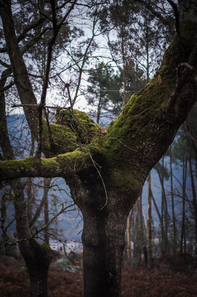 scheef bomen - Foto, afbeelding