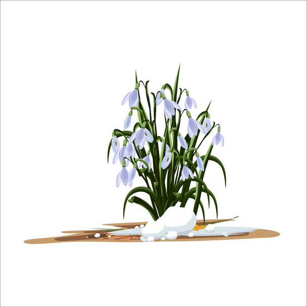 nieve flores tempranas
  - Vector, Imagen