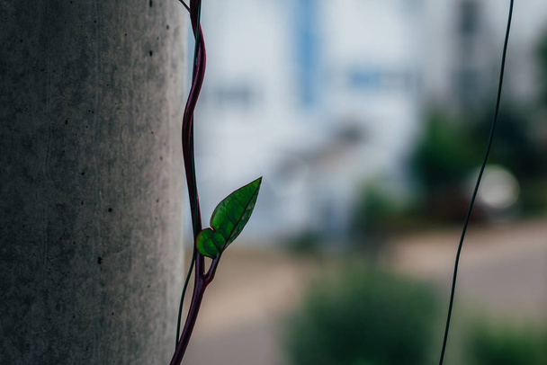 close-up van een klimmende spinazie op een betonnen zuil op een balkon met bladeren en kleine schattige en mooie bloesems. Zelf gemaakt van een amateur tuinman - Foto, afbeelding