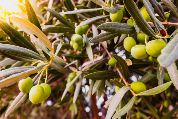 Olive branches full of the fruit of the tree. - Photo, Image