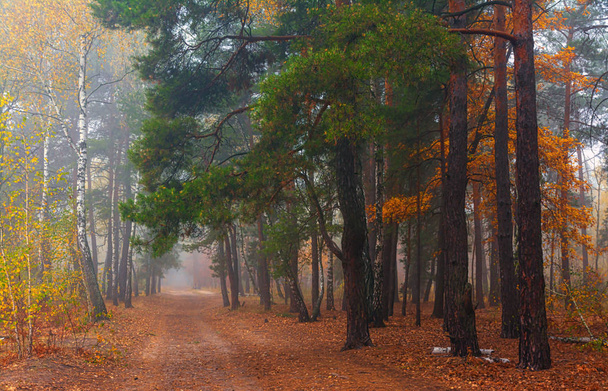 Forest. Autumn. Fog enveloped the trees. Leaves and grass dressed in autumn outfits - Photo, Image