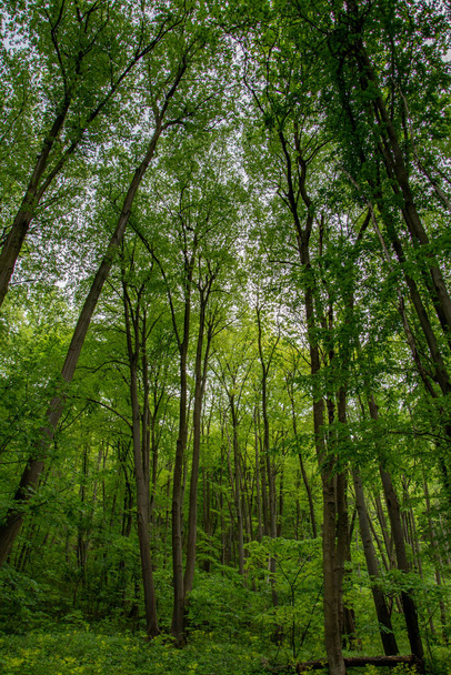 Ormandaki ağaçlar - Fotoğraf, Görsel