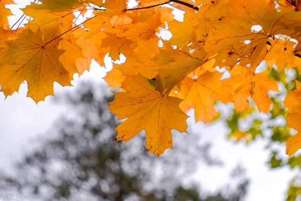 Autumn leaves of maple. Yellow and orange fall leaf - Фото, зображення