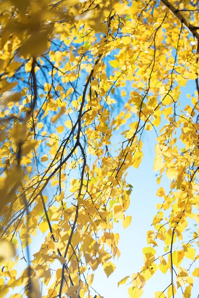 Beautiful scene with birch yellow autumn leaves - Фото, зображення