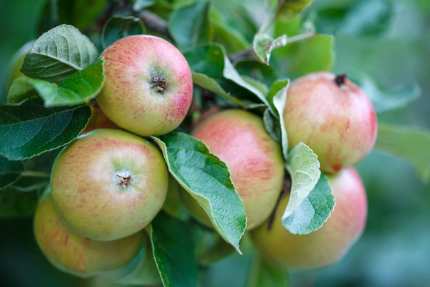 Зеленое свежее яблоко на ветке яблони
 - Фото, изображение