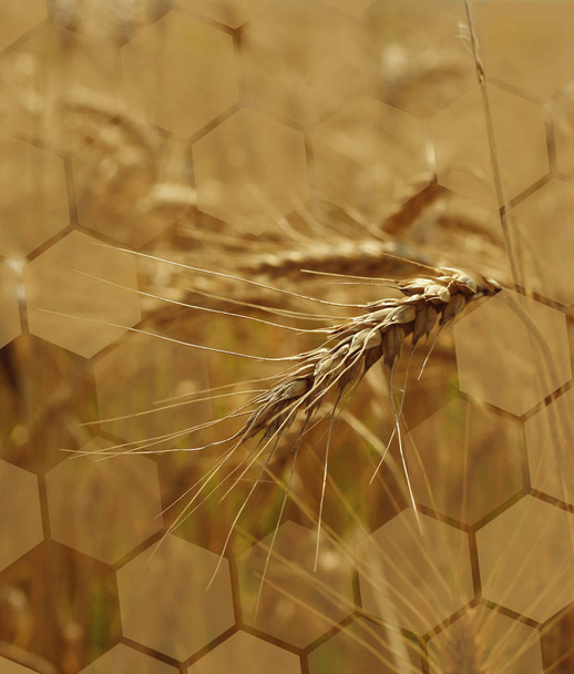 Grain field - Foto, Imagem