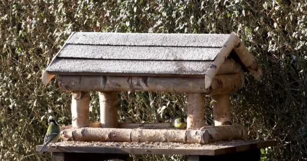 hermoso pequeño jardín de aves en alimentador de aves
 - Metraje, vídeo