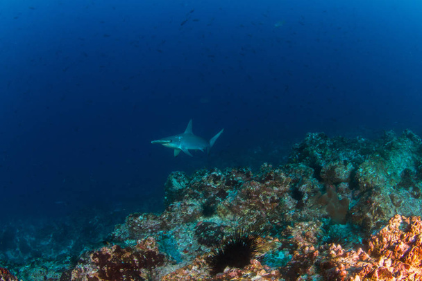Kalapácsfejű cápa a Costa Ricai Cocos-szigeten - Fotó, kép