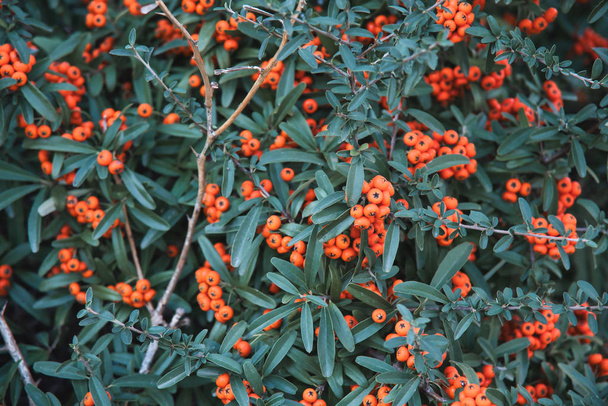 Обліпиха, вона відома як морське дно, колір рослини оранжевий
 - Фото, зображення