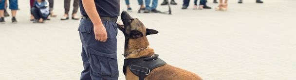 Malinoisin belgialainen paimen vartioi rajaa. Rajajoukot osoittavat koiran kyvyn havaita rikkomukset. - Valokuva, kuva