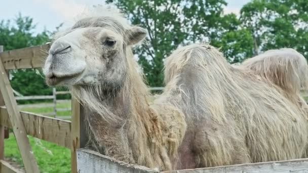 white humped camel stands in open paddock with green meadow in large zoological park - Footage, Video