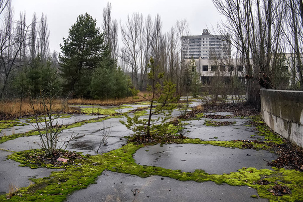 Abandoned ghost town Prypiat. Overgrown trees and collapsing buildings in Chornobyl exclusion zone. December 2019 - Photo, Image