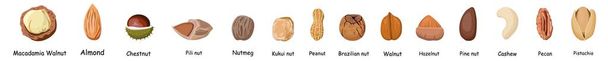 illustration of a vegan protein source. Cartoon vegan food characters. The nuts are different.. - Photo, Image