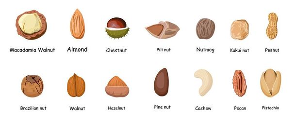 Set of different cartoon nuts illustration isolated on white background. Kawaii peanuts, hazelnuts, walnuts, Brazil nuts, pistachios, cashews, pecans, almonds, macadamia.. - Photo, Image