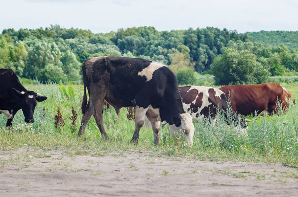 Cows graze in a field on green grass - Foto, Imagem
