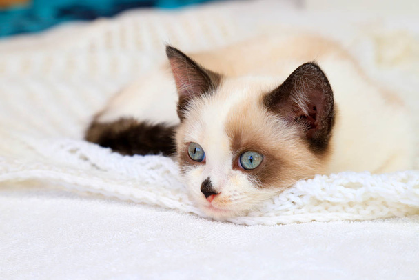 Suloinen valkoinen-ruskea kissanpentu, British Shorthair, makaa pehmeällä pitsiruudulla. Pieni kaunis kissa sinisilmäinen. Lemmikki, ihana eläin, Tekstitila
  - Valokuva, kuva