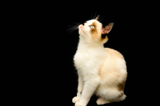 Cute white kitten with brown ears, British Shorthair sitting on a black background. and looks up. Little beautiful cat with blue eyes, charming pet. Space for text - Photo, Image