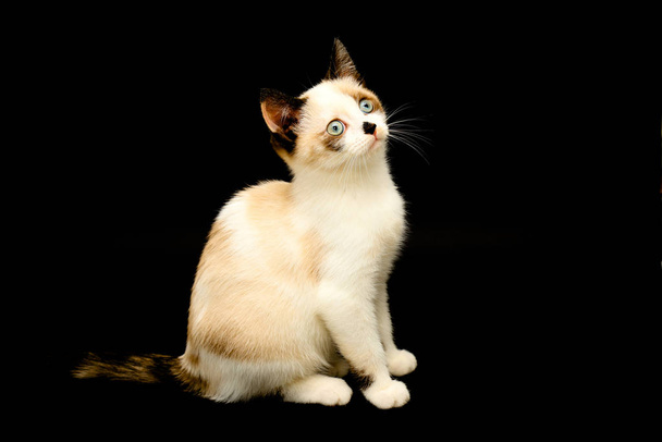 Lindo gatito blanco con orejas marrones, British Shorthair sentado sobre un fondo negro. y mira hacia arriba. Pequeño gato hermoso con ojos azules, mascota encantadora. Espacio para texto
 - Foto, imagen