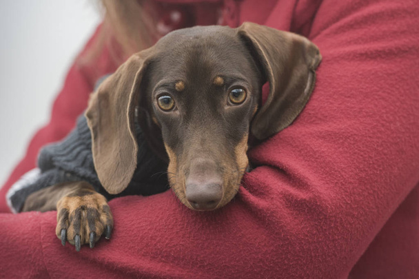 Dachshund dog in the arms of its owner - Photo, Image