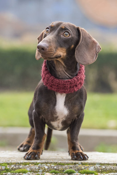 Dachshund dog portrait in a park.  - Photo, Image