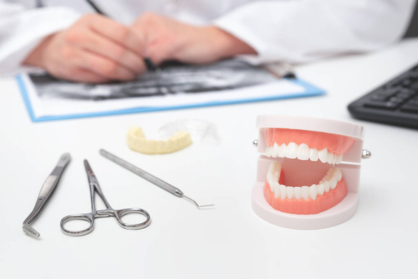 Модель зубов в кабинете дантиста. Стоматологическая помощь
 - Фото, изображение