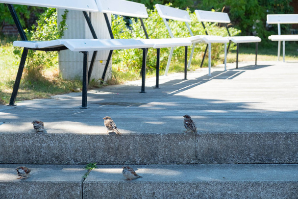 Gorriones descarados esperan por la comida perdida de los turistas en Koserow en la isla de Usedom
  - Foto, imagen