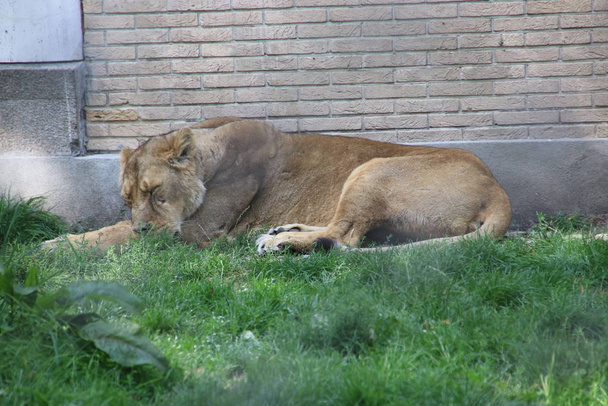 female lion in the Rotterdam Blijdorp Zoo in the Netherlands - Photo, Image