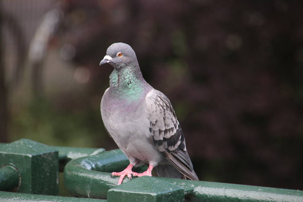 Pigeon sitting on a edge of a bridge in Rotterdam waiting for food - 写真・画像