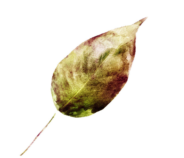 Watercolor leaf on the white background - Фото, зображення