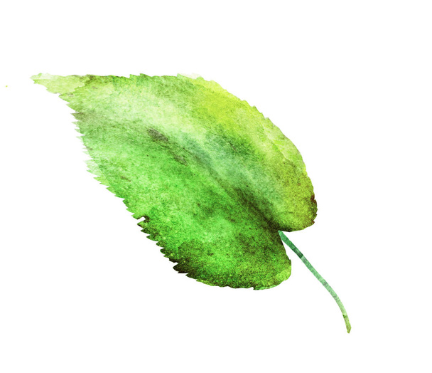 Watercolor leaf on the white background - Foto, Bild