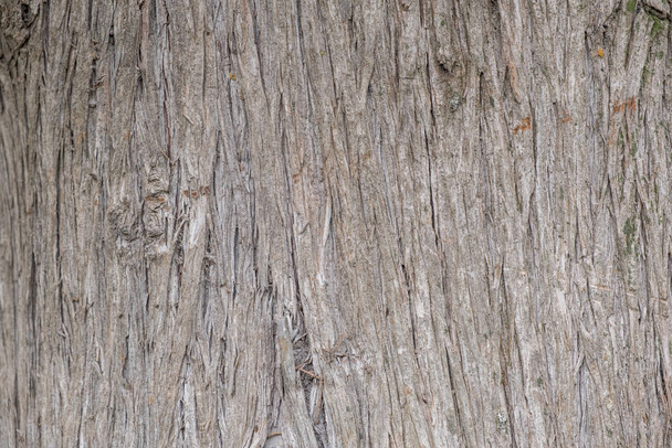 Tle drewno pnia drzewa, stare wyblakły kolor szary drewniany kikut - Zdjęcie, obraz