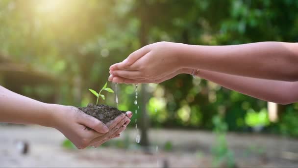 Ludzie sadzą i podlewają rośliny w swoich rękach. Są drzewa, pomysły na ochronę przyrody i środowiska. - Materiał filmowy, wideo