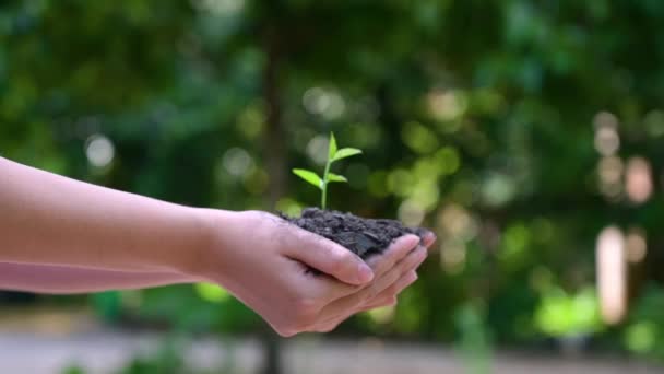Mensen planten bomen in hun handen. Er zijn bomen, ideeën voor natuur en natuurbehoud. - Video